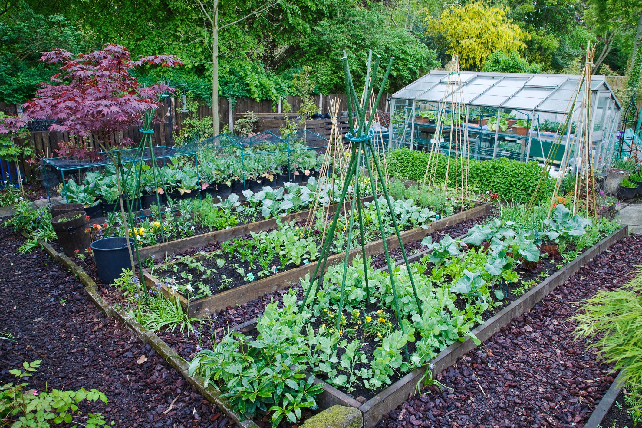 Gardening tips and advice