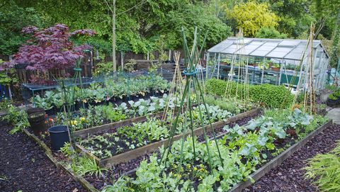 The 6 Most Cost Effective Vegetables To Grow In Your Garden