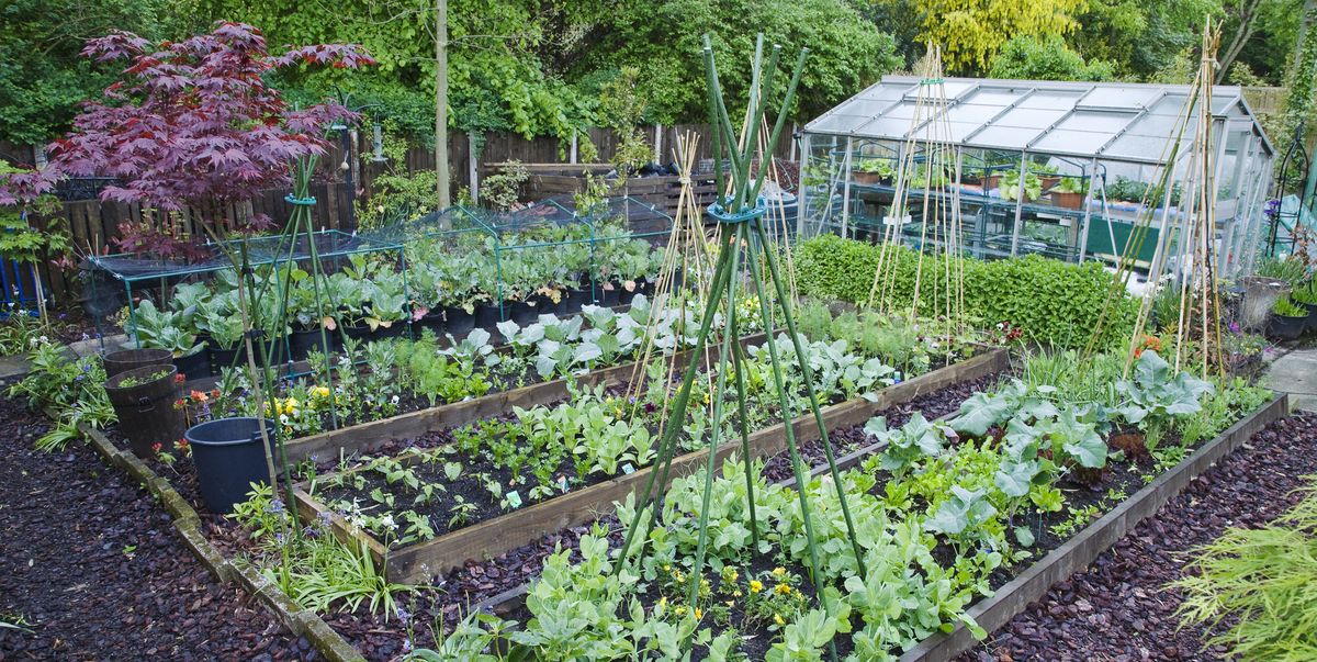 The 6 Most Cost Effective Vegetables To, How To Start My Own Veggie Garden