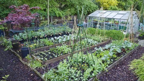 The 6 Most Cost Effective Vegetables To Grow In Your Garden - Best Vegetable Garden Plant Food