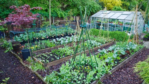 The 6 Most Cost Effective Vegetables To Grow In Your Garden