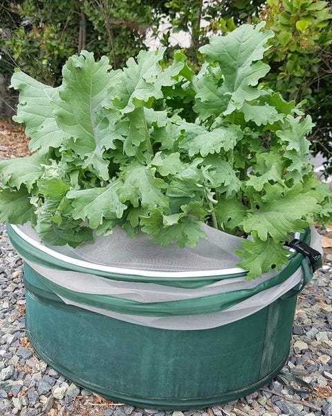 Vegebag - Chelsea Garden Product of the Year 2020 vegebag chelsea garden product of the year 2020