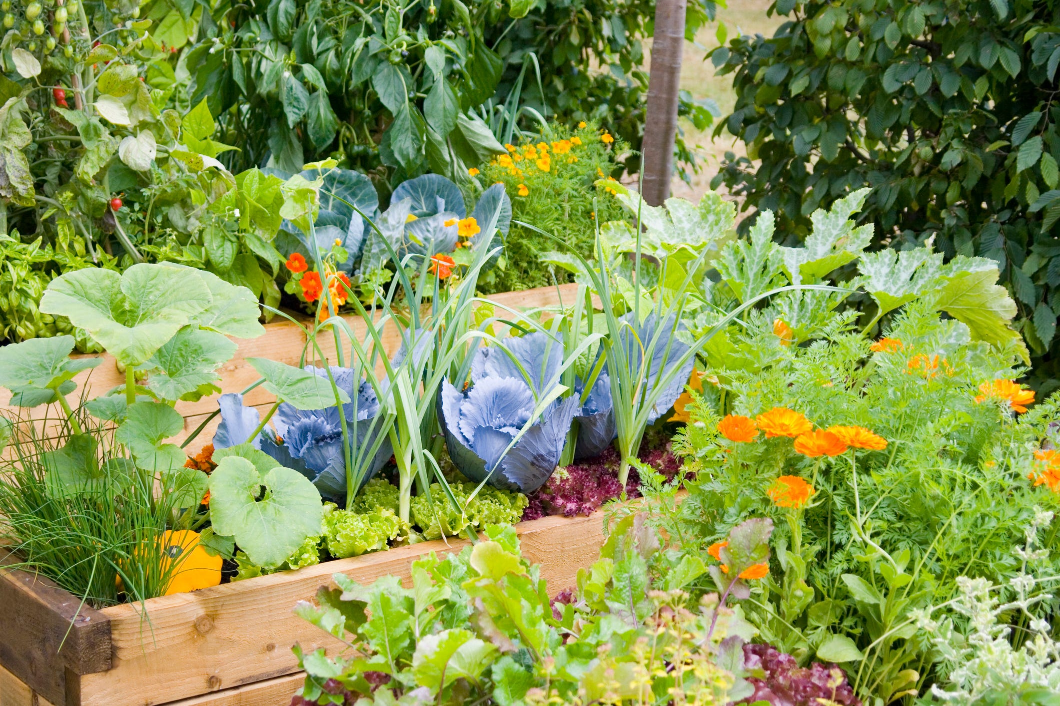 Grandma Was Right! Grow These Plant Combos Side by Side