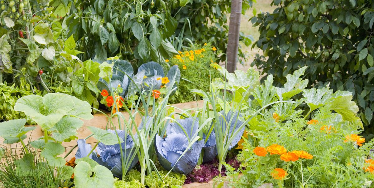 How To Plant A Vegetable Garden In 10 Steps