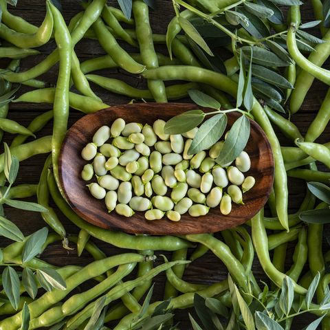peasant beans lima beans fresh just after harvest background with plant leaves
