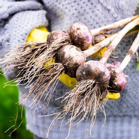 vegetables to grow in autumn garlic