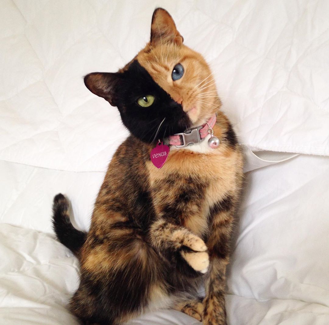 22 Animal Instagram Accounts You Have To Follow Cute Animal Photos