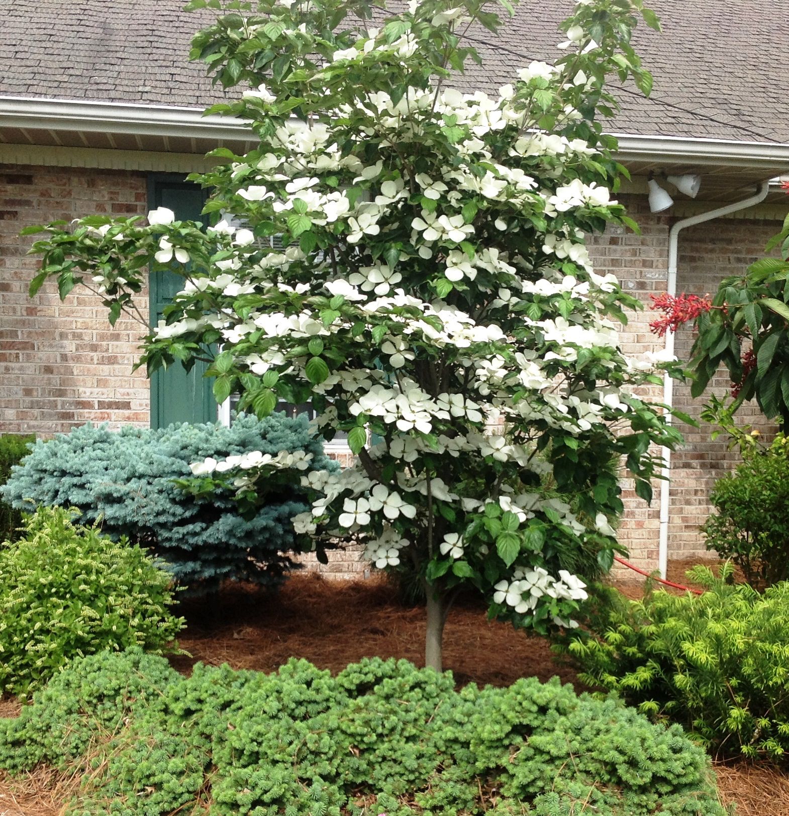 best small trees for landscaping