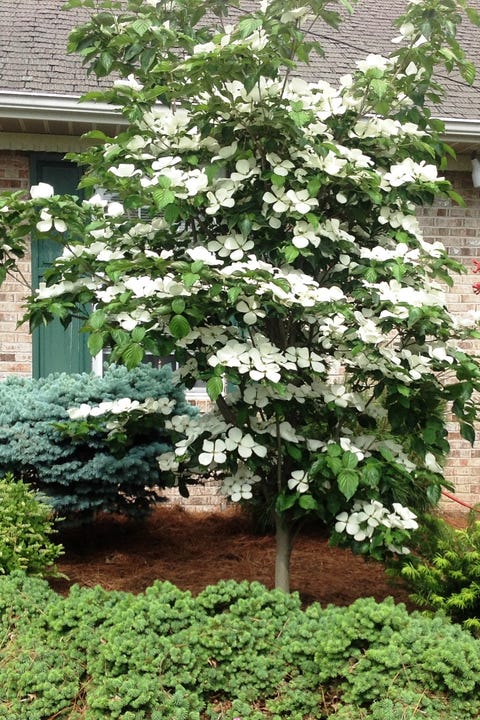 venus dogwood tree 1551194038