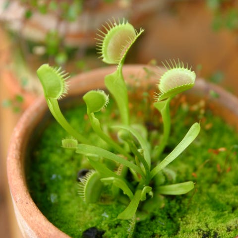 Venus fly trap