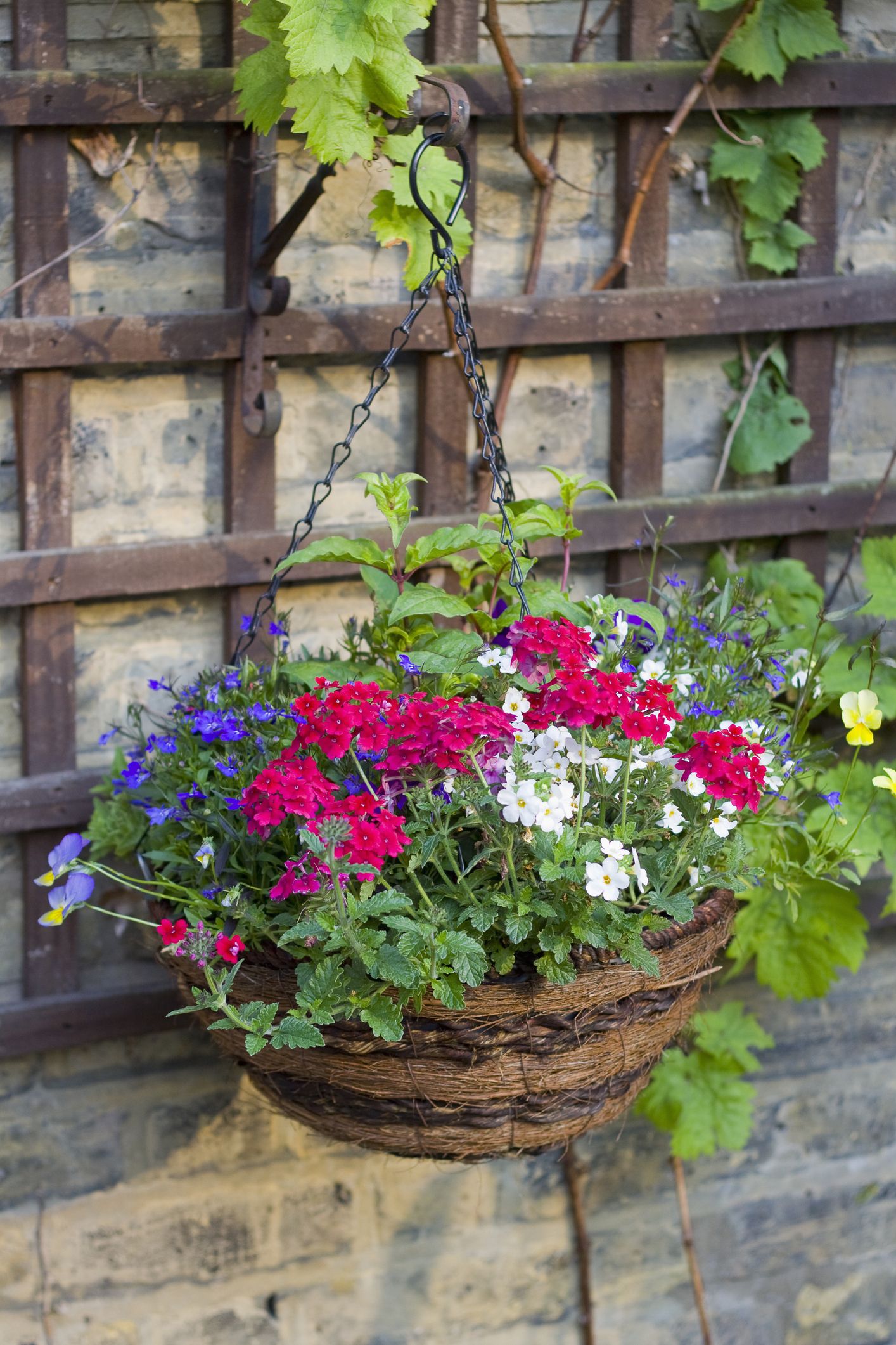 20 Best Hanging Plants Easy Plants For Hanging Baskets