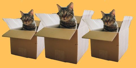 Kat in een verhuisdoos