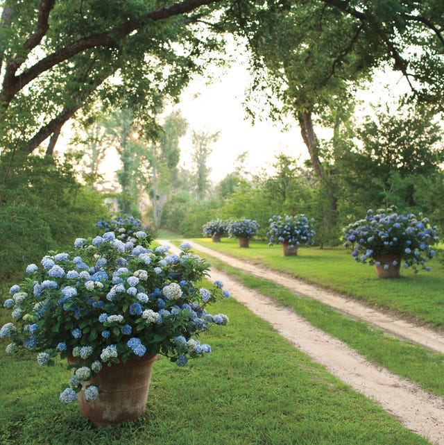 Southern garden plants