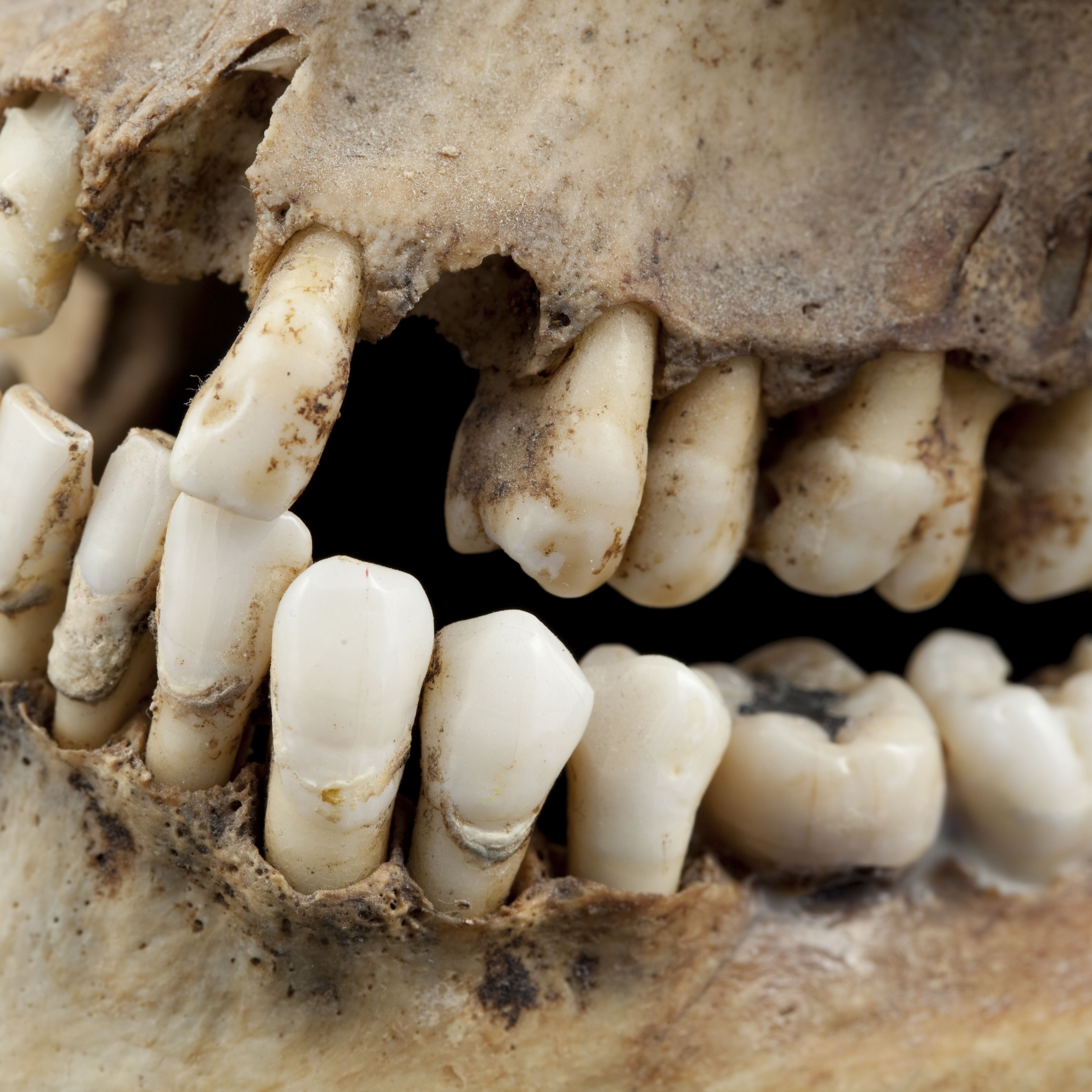 Archaeologists Found a Tooth and Bones That Challenge Assumptions About Christianity