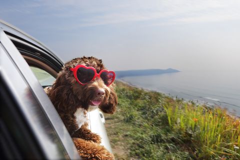 viajar con perros en verano y vacaciones