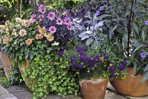Container Gardening, Patio Pot Plant Ideas Uk