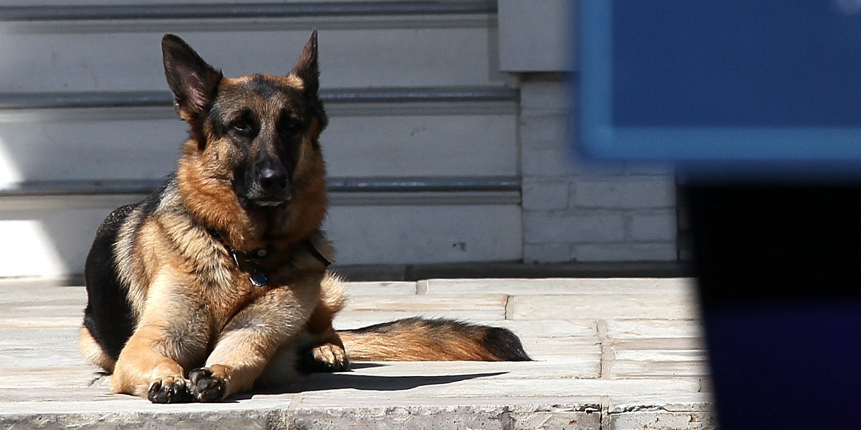 Joe and Jill Biden Pay Tribute to Dog Champ’s Life: ‘Everything Was Instantly Better When He Was Next to Us’