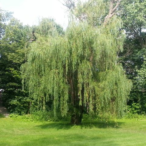 View of Weeping Willow Tree In Park