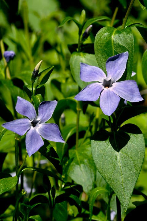 giftige planten voor katten: deze kun je maar beter niet in huis halen
