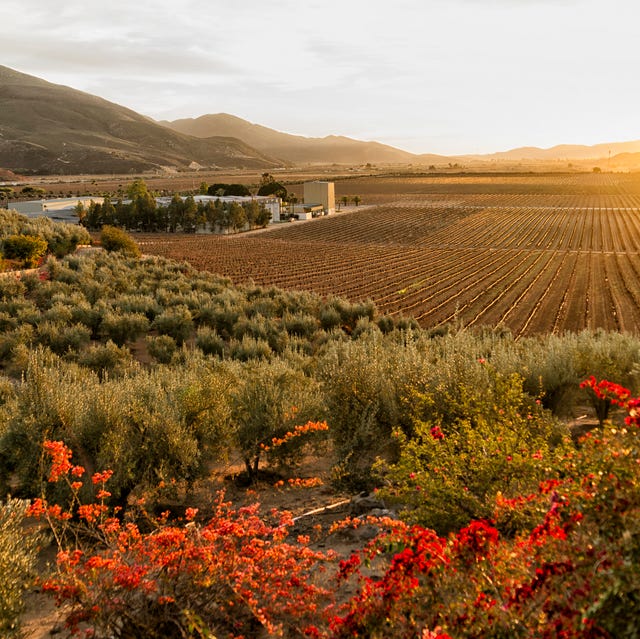 Vineyard and Winery vineyard and winery