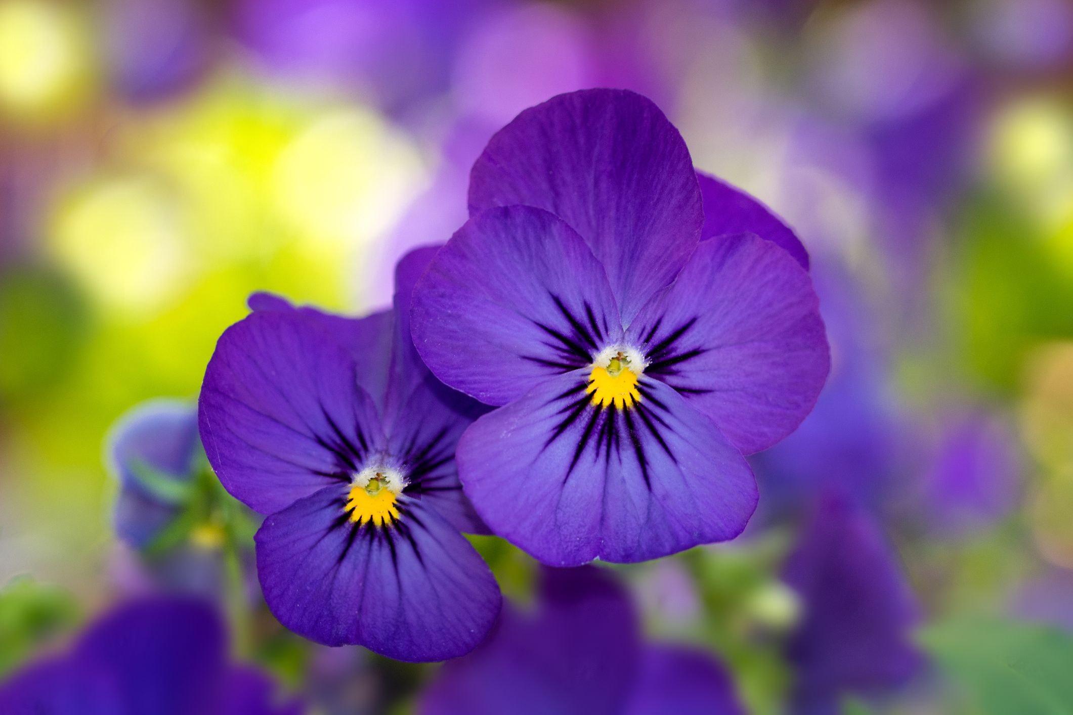 winter flowers