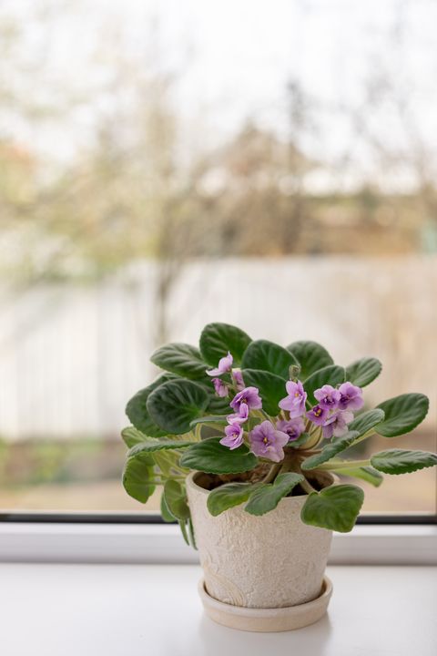 flower pot with blooming violet saintpaulia on the windowsill home decor concept blurred background