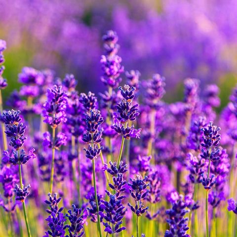 Plant, Purple, Lavender, Violet, Flowering plant, Lavender, Wildflower, Herbaceous plant, Annual plant, English lavender, 