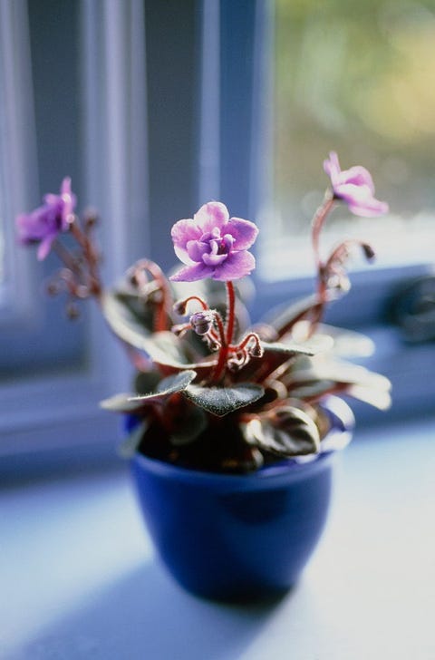 Violeta africana Violeta africana