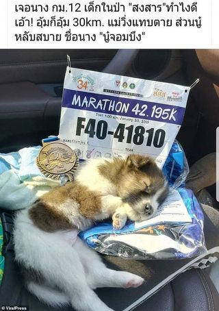 [Image: viral-press-marathon-puppy-1548773943.jp...size=320:*]