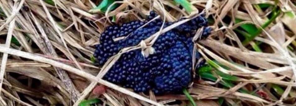 That Viral Photo of a “Tick Nest” Is a Hoax, According to an Entomologist
