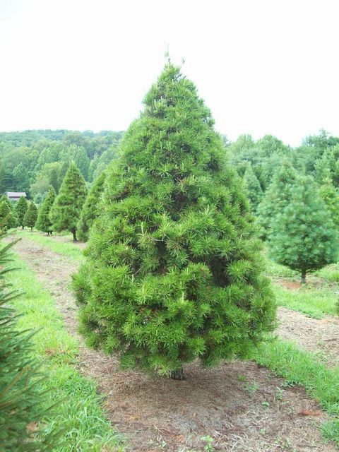 virginia pine types of christmas trees