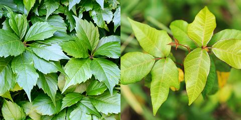 Virginia Creeper and Poison Ivy