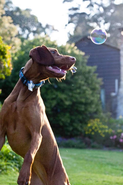 Dog, Vertebrate, Canidae, Mammal, Dog breed, Weimaraner, Carnivore, Sporting Group, Fawn, Lurcher, 