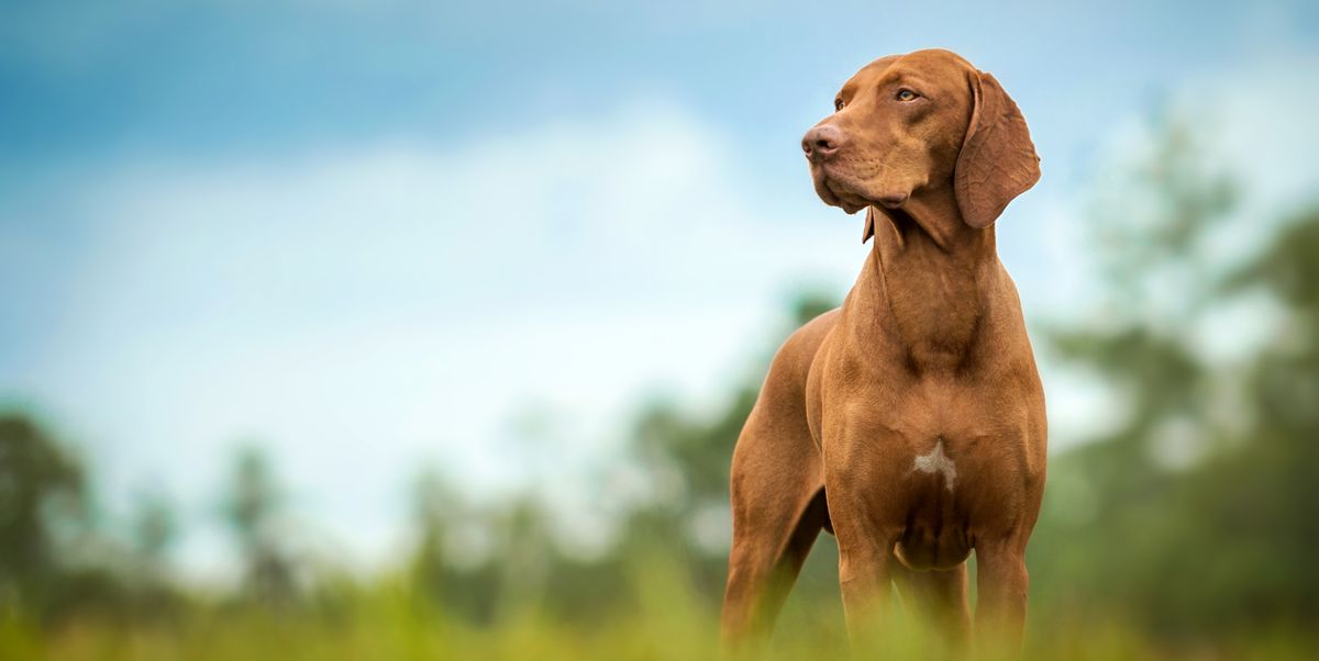 Coconut oil for acid reflux in dogs