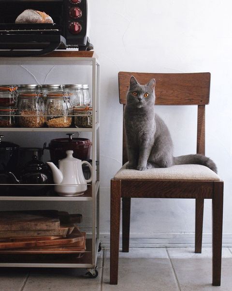 猫と椅子