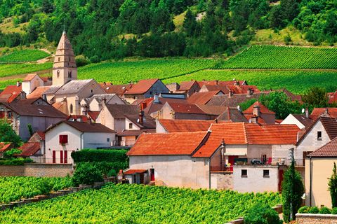 vineyards in france