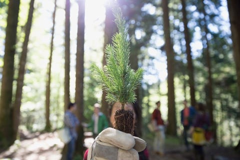 Tree, Nature, Forest, Natural environment, Woodland, Plant, Woody plant, Biome, Branch, Old-growth forest, 