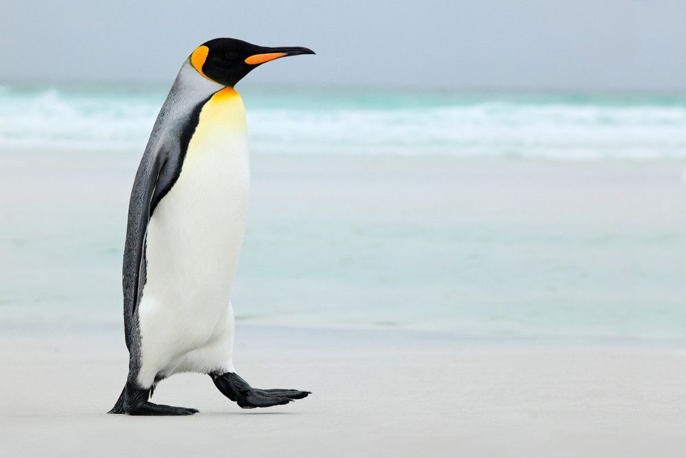 Op te slaan Meditatief Niet modieus Hebben pinguïns en andere vogels knieën?