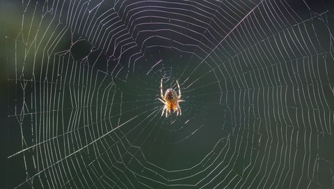 spinnen-hangen-ondersteboven