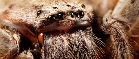 een spin met acht ogen