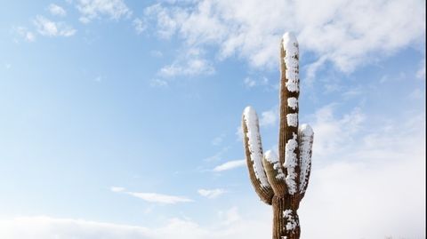 een cactus met sneeuw