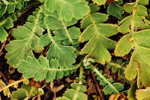 Wabi Sabi leaves