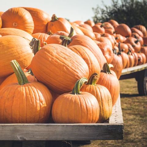 15 Fun Pumpkin Facts Weird Information Trivia About Pumpkins