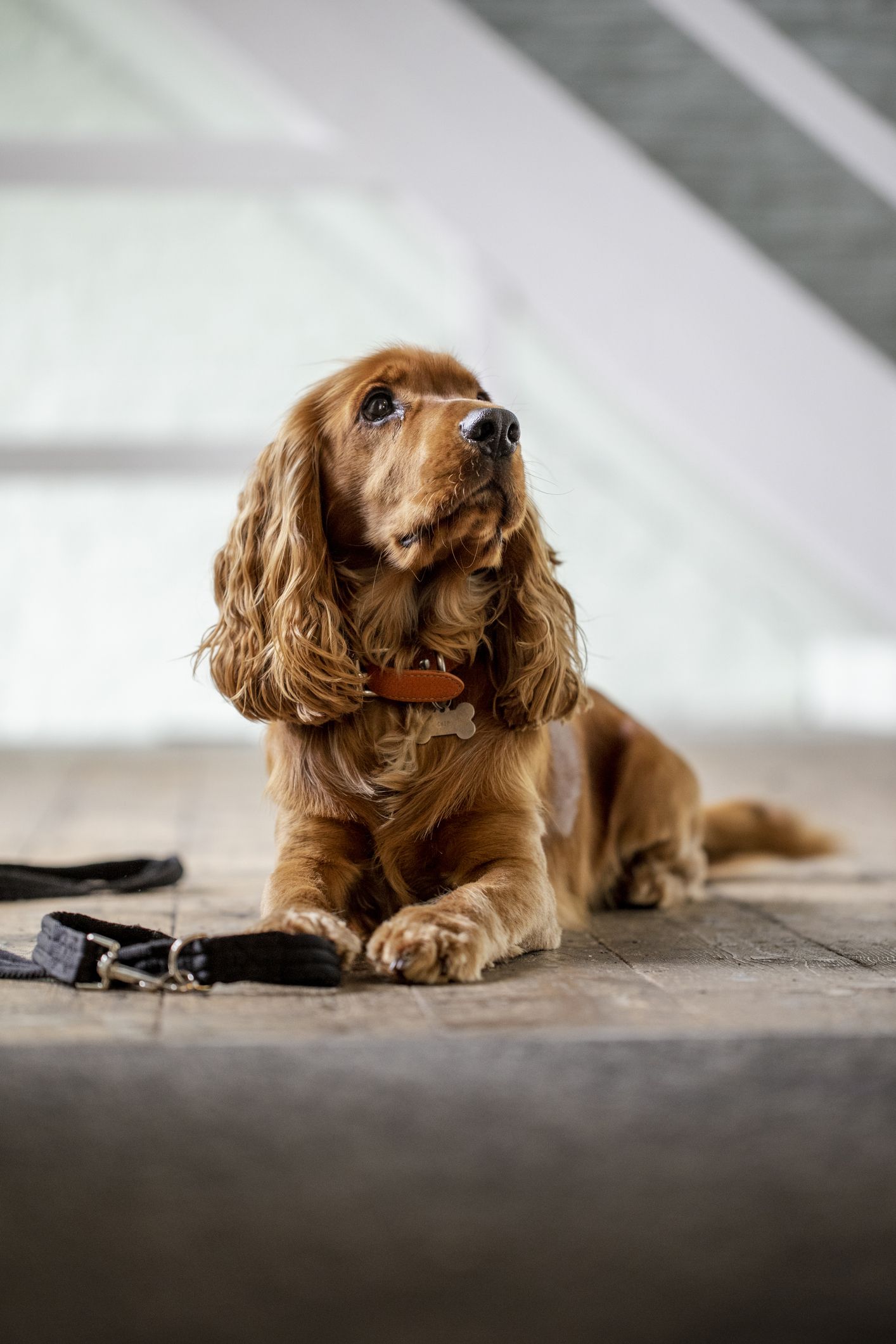 16 Of The Uk S Most Expensive Dog Breeds In 2021