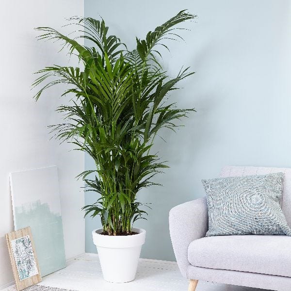 26 Best Air Purifying Plants For The Home