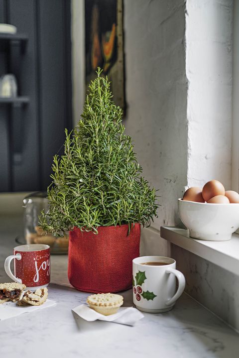 Waitrose Sells Mini Rosemary Christmas Trees To Eat and Decorate