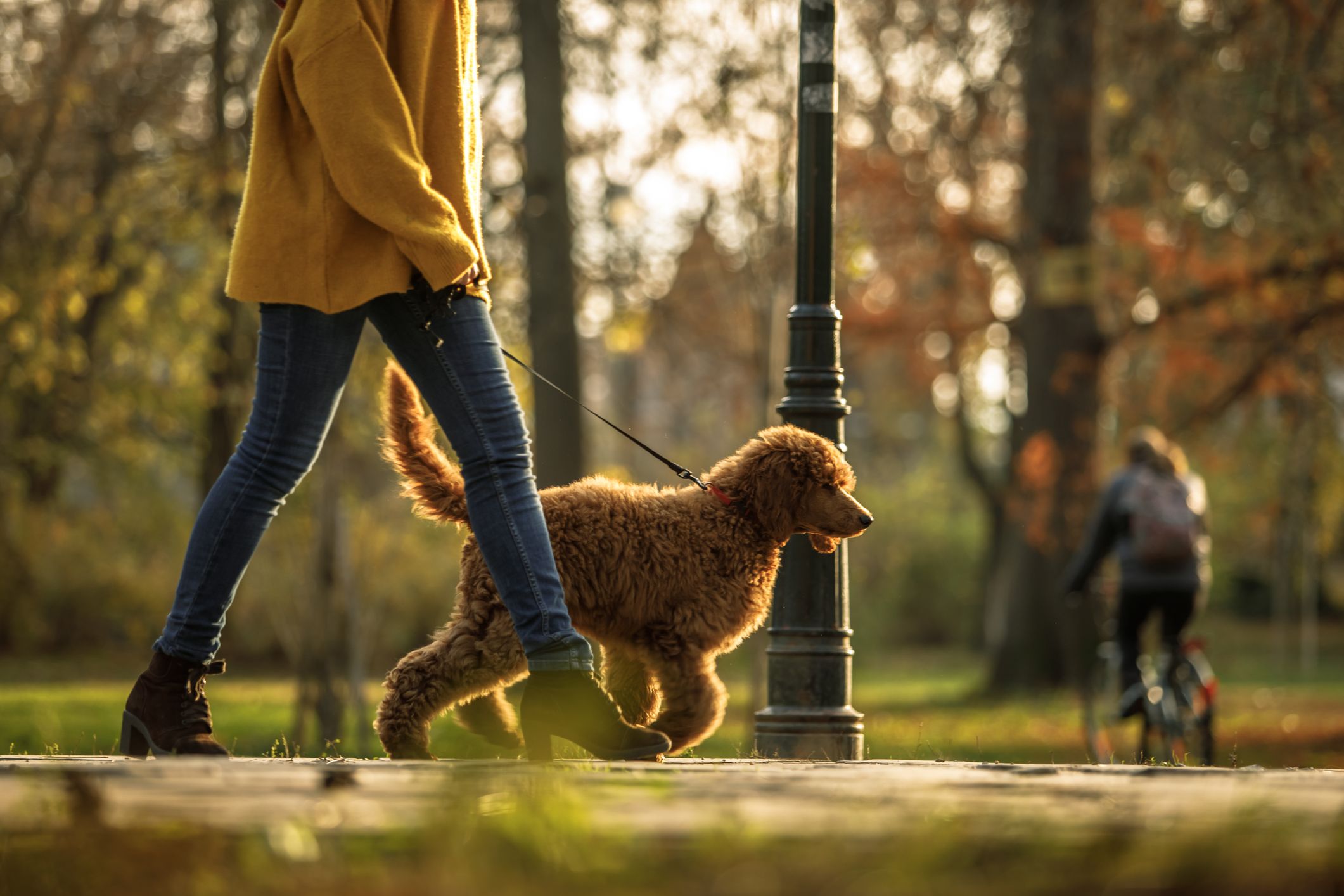 6 Ways to Train Your Dog To Jog With You 
