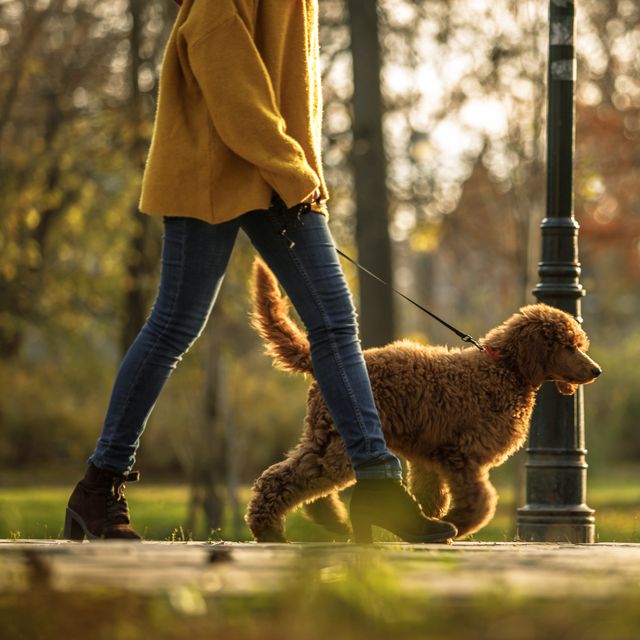 walking time in the park for red poodle and its owner