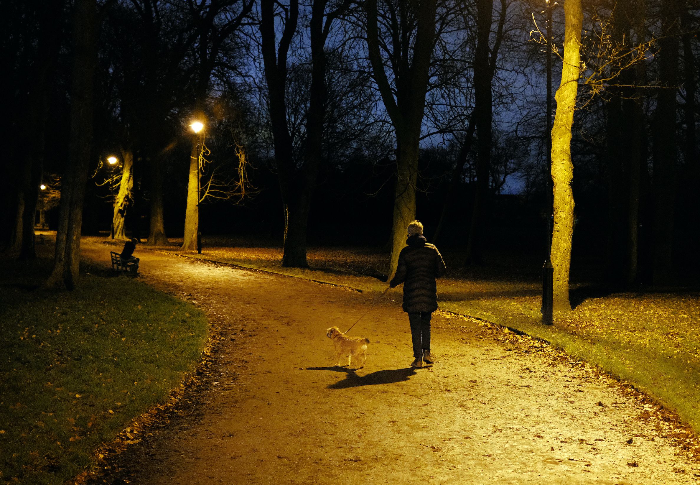 Senior Dog Walking Around At Night