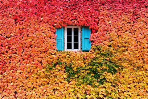 A wall of fall